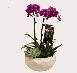 Succulent & Orchid Planter