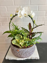 Load image into Gallery viewer, Halo Orchid Tropical Planter
