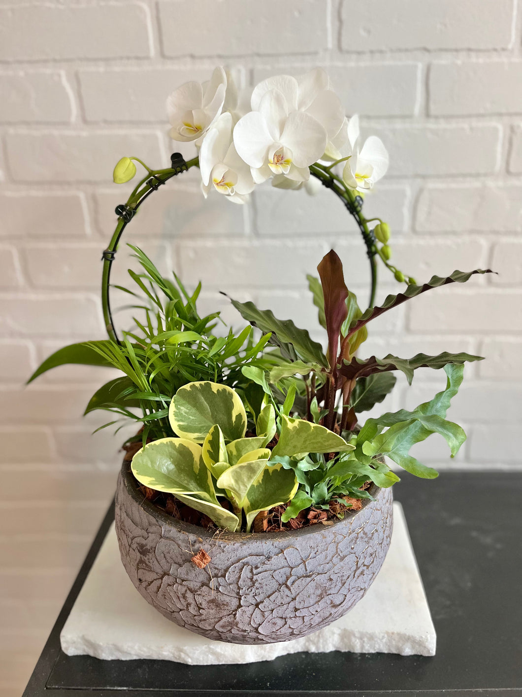 Halo Orchid Tropical Planter
